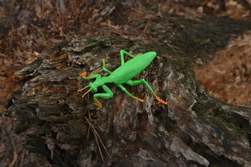 Fototapeta premium Green plastic praying mantis toy on weathered wood capturing childhood and outdoor imagination play