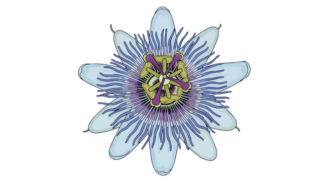 Exotic Blue and Purple Passion Flower Botanical Illustration Isolated on White Background