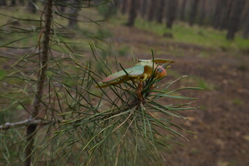 Fototapeta premium The fake insect is perched atop a fresh pine branch, adding a whimsical touch to its real of surroundings nature
