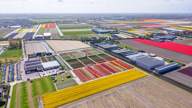 Aerial view of The Tulip Barn with vibrant rows of yellow and red flowers, greenhouses, and surrounding agricultural landscape in Hillegom, Zuid-Holland, Netherlands.