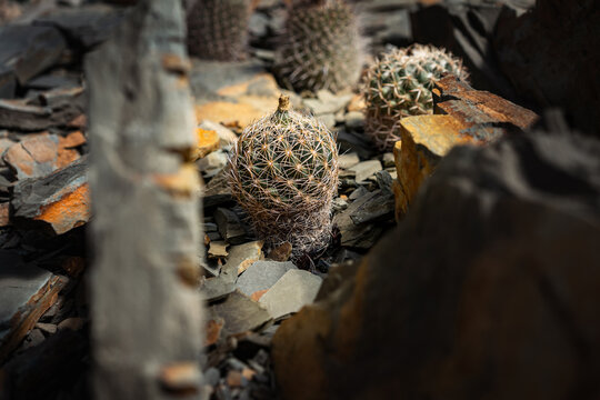 Parodia maxima Small round cactus between rocks with sharp spines in greenhouse. flower exhibition Flora Olomouc, Czech Republic &ndash; April 25, 2026