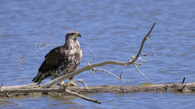 Juvenile Bald Eagle Perched on Log in Water