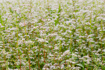 Fototapeta premium Buckwheat plants grow in a field during the late summer in a rural area with light clouds in the sky