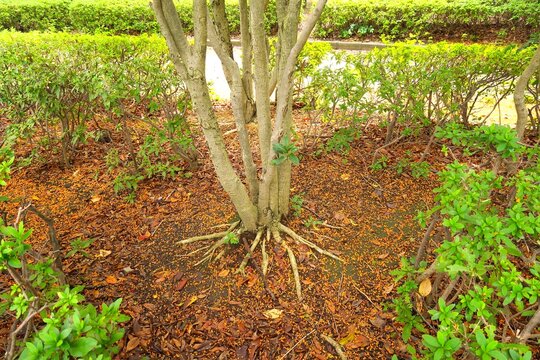 キンモクセイの花びら散る秋の朝の公園風景
