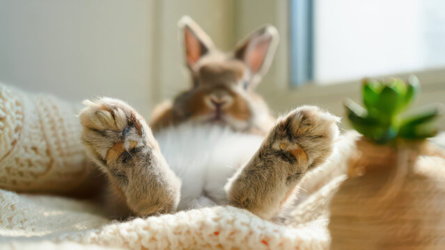 Funny brown rabbit paws lying on cozy knitted blanket, domestic bunny pet relaxing at home indoors, cute animal feet closeup, furry mammal resting by window near green plant