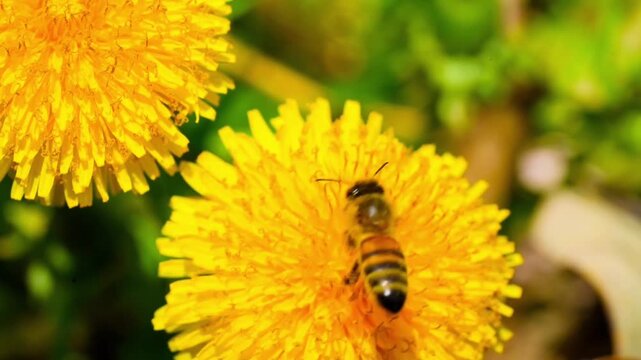 Macro. The honey bee collects pollen from a dandelion flower. Collects nectar