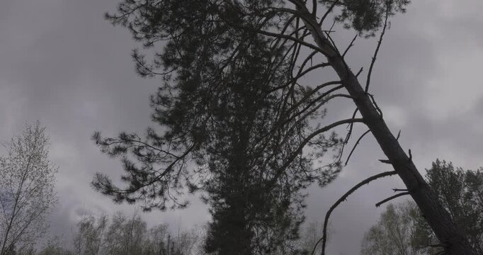 Silhouette of a leaning pine tree against a dramatic cloudy sky, real HDR