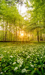 Naklejka premium Beautiful Spring Forest with White Wild Blooming Garlic