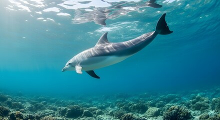 Naklejka premium Dolphin swimming underwater near coral reef