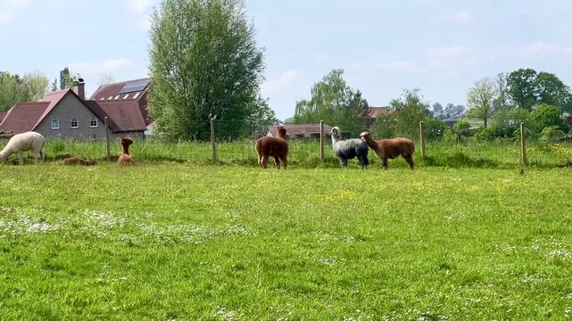  Alpacas grazing on a green meadow near a farmhouse. Peaceful countryside scene with farm animals, nature and rural life concept.