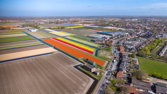 Aerial view of the vibrant tulip fields of Keukenhof with colorful rows of flowers, greenhouses, and residential houses under a clear blue sky in Lisse, Zuid-Holland, Netherlands.