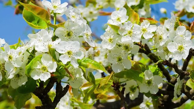 Bloosoms of the Nashi pear, Pyrus pyrifolia, in spring