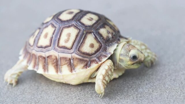 Close-up of a baby tortoise with a patterned shell crawling on a neutral surface, highlighting delicate texture, natural detail, and gentle wildlife charm.