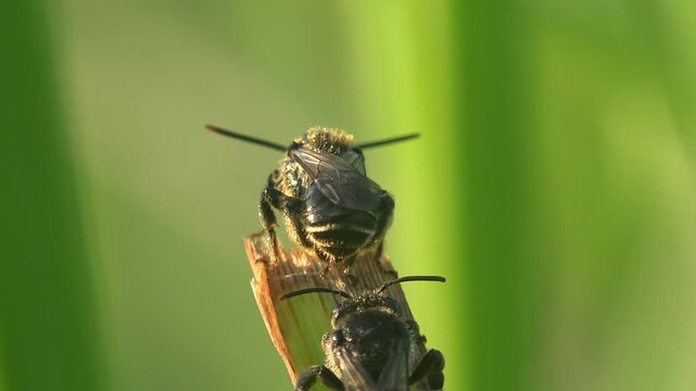 Three male Halictus solitary bees clinging to a broken reed stem after a cold night, motionless in communal overnight posture. Golden backlight, dewy green bokeh background, spring morning macro wildl