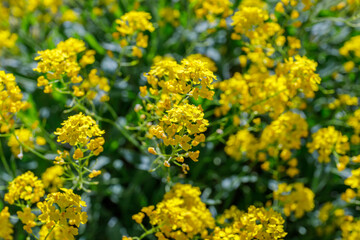 Obraz premium Yellow flowers bloom in a garden during a sunny day in spring near a city park