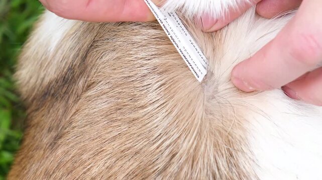 The owner applies flea and tick drops to the withers of a dog in the backyard. Animal care concept.