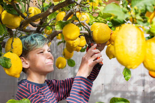 Smiling young boy farmer harvesting, picking lemons in the orchard