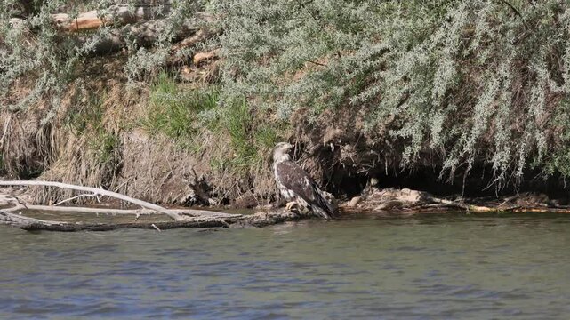 Juvenile Bald Eagle Perched near Shore