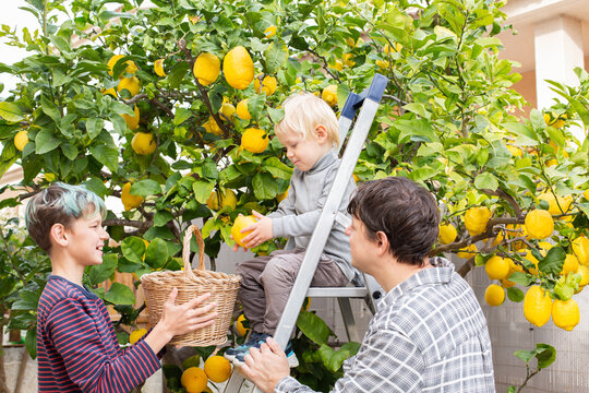 Smiling young man farmer with sons harvesting, picking lemons