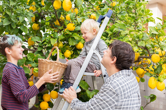 Smiling young man farmer with sons harvesting, picking lemons