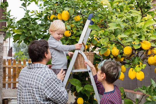 Smiling young man farmer with sons harvesting, picking lemons