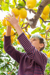 Naklejka premium Smiling young boy farmer harvesting, picking lemons in the orchard