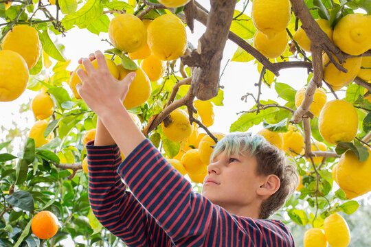 Smiling young boy farmer harvesting, picking lemons in the orchard