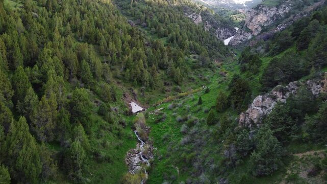 Aerial view of a narrow mountain stream flowing through a deep green gorge with dense forest, Kazakhstan, Sayram-Ugam. High quality 4k footage