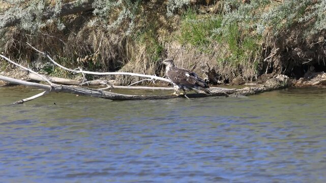 Juvenile Bald Eagle Perched near Shore