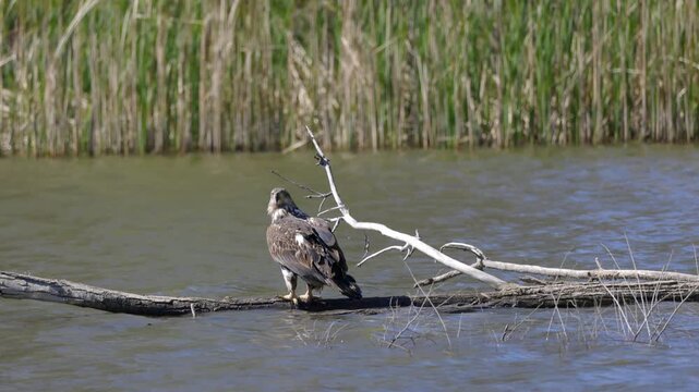 Juvenile Bald Eagle Perched on Branch in Water
