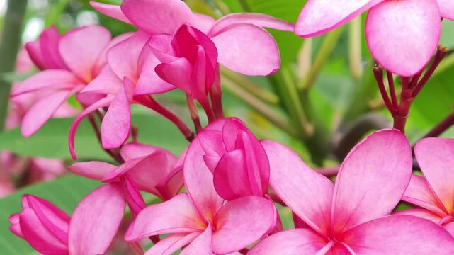 Pink frangipani flowers in the garden.