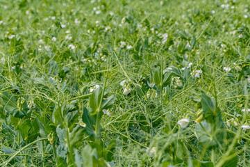 Fototapeta premium Pea plants grow in a field with white flowers during the spring season under clear blue skies