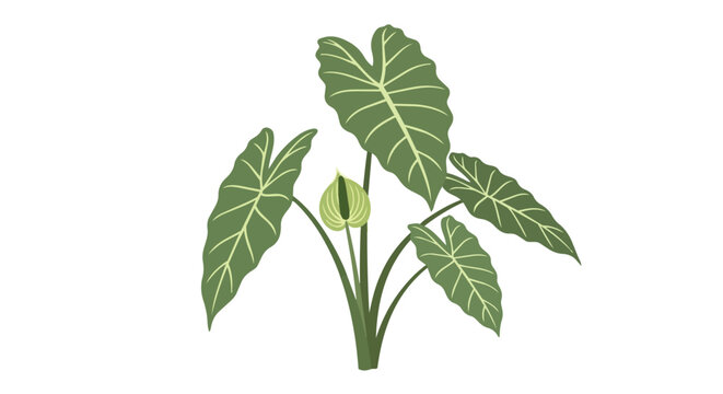 Tropical Elephant Ear Alocasia Plant Illustration with Large Green Leaves and Spathe Flower Isolated on White