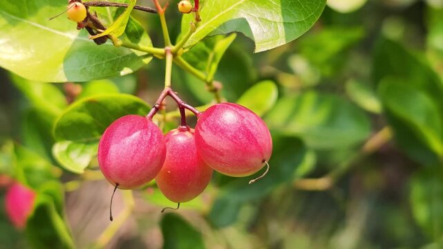 Pink carissa carandas fruits in the garden