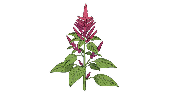 Botanical illustration of a purple amaranth plant with vibrant magenta flowers and green leaves isolated on white background
