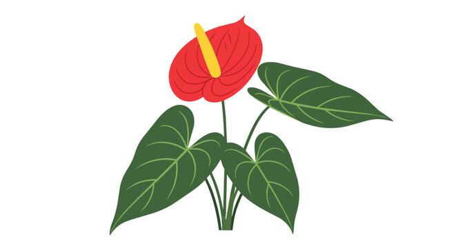 Red Anthurium Flower Illustration with Dark Green Leaves Isolated on White Background