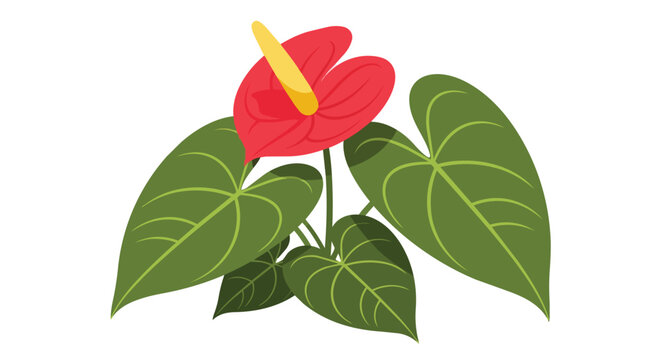 Vibrant red Anthurium flower with yellow spadix and large green heart-shaped leaves illustration isolated on white