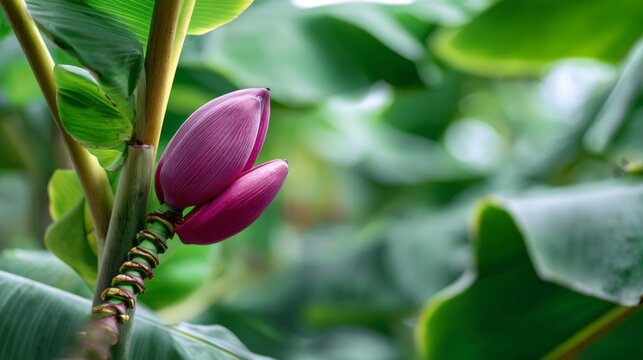 Pink banana blossom growing on a banana plant, showing vibrant colors and new life amidst lush green foliage