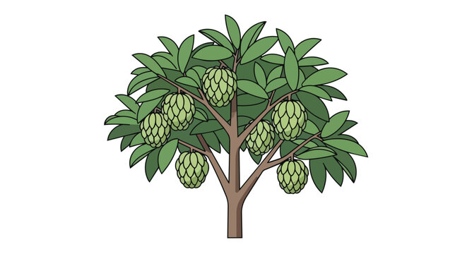 Sugar Apple Tree Illustration with Green Leaves and Ripe Custard Apple Fruits on White Background