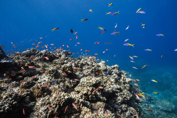 Coral reef with anthias fish in deep blue ocean © Satoshi