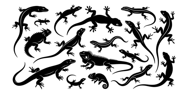 Variety of lizards a black and white collection of reptilian forms and textures