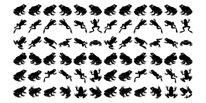 Frog life cycle a visual sequence of development from egg to adult