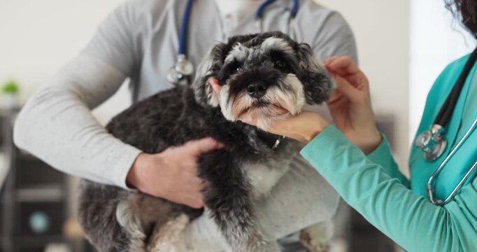 Veterinarian and nurse examine schnauzer in clinic. Compassionate team offers animal consultation and examination with stethoscope during routine dog checkup. Clear vet teamwork care theme.