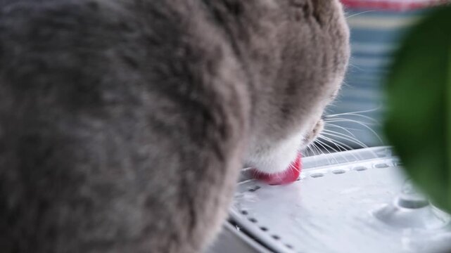 Cat drinking from automatic water fountain. Modern smart drinker for pet. Drinking fountain with replaceable filter, water quantity indicator, filter replacement at home. Prevention of urolithiasis