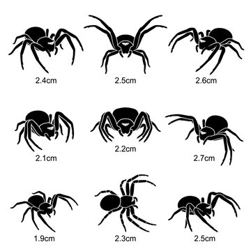 Black and white vector silhouette set of Crab Spider Thomisidae