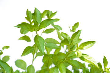 Fototapeta premium Fresh Lemon Basil Isolated on White Background for Natural Herb Ingredient Concepts