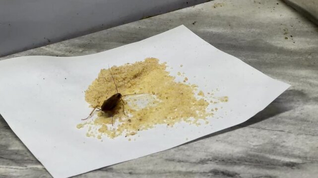 A repulsive cockroach feeds directly on the lethal poison bait powder. This crucial pest control moment brings a strong sense of relief and satisfaction to homeowners.