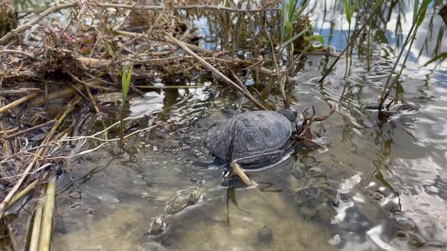 Wild European pond turtle crawls across a muddy shore and submerges into the shallows among reeds, leaving ripples on the surface. Emys orbicularis in its natural wetland habitat