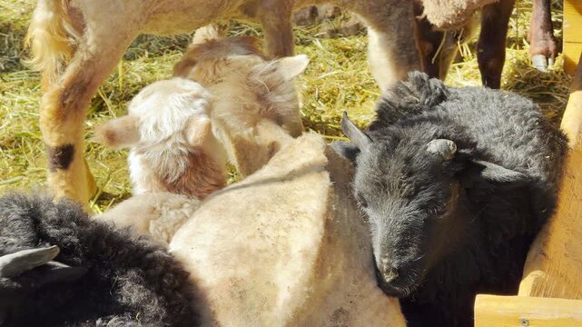 young lambs huddle together to eat hay within a bright zoo enclosure. Their peaceful interactions create soft chewing sounds and high-pitched bleating.
