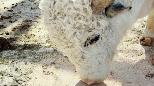 A majestic curly-haired bull bows its head to graze on the dusty ground. This action is met with the loud, echoing sounds of distant animal cries and birdsong. The zoo's lively atmosphere fills air.
